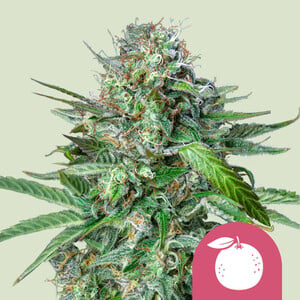 Tangie 1 St. Royal Queen Seeds