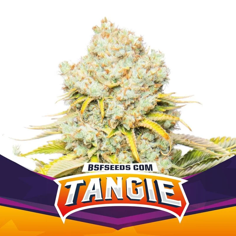 Tangie BSF Seeds