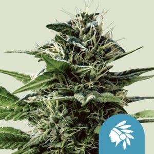 Tatanka Pure CBD von Royal Queen Seeds