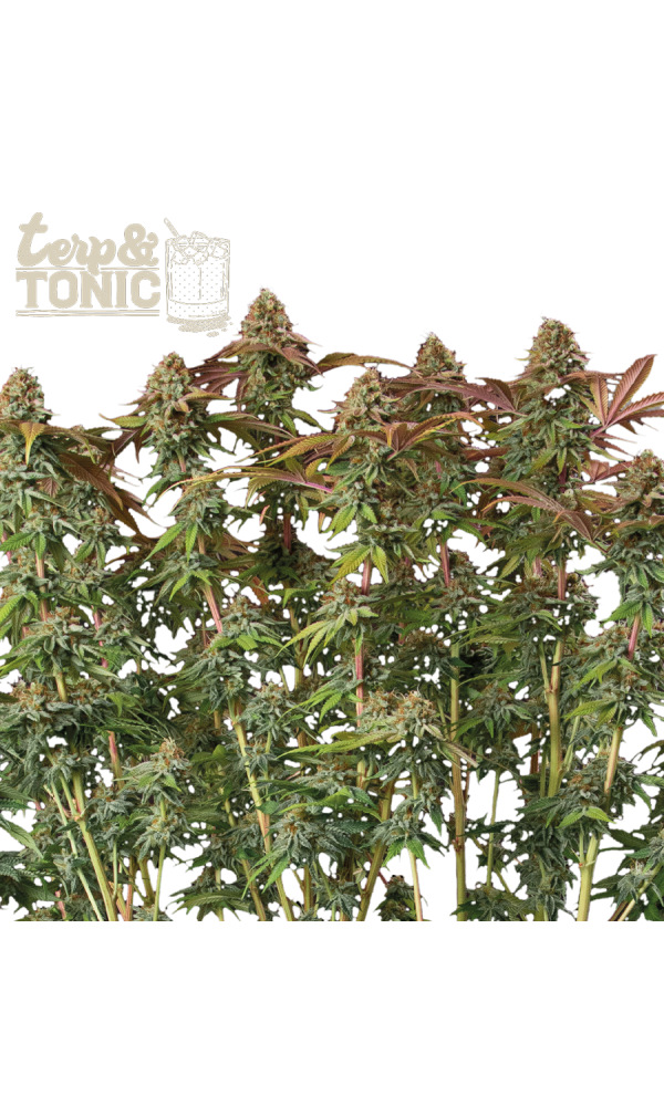 Terp & Tonic Auto von Seedstockers