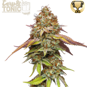 Terp & Tonic von Seedstockers