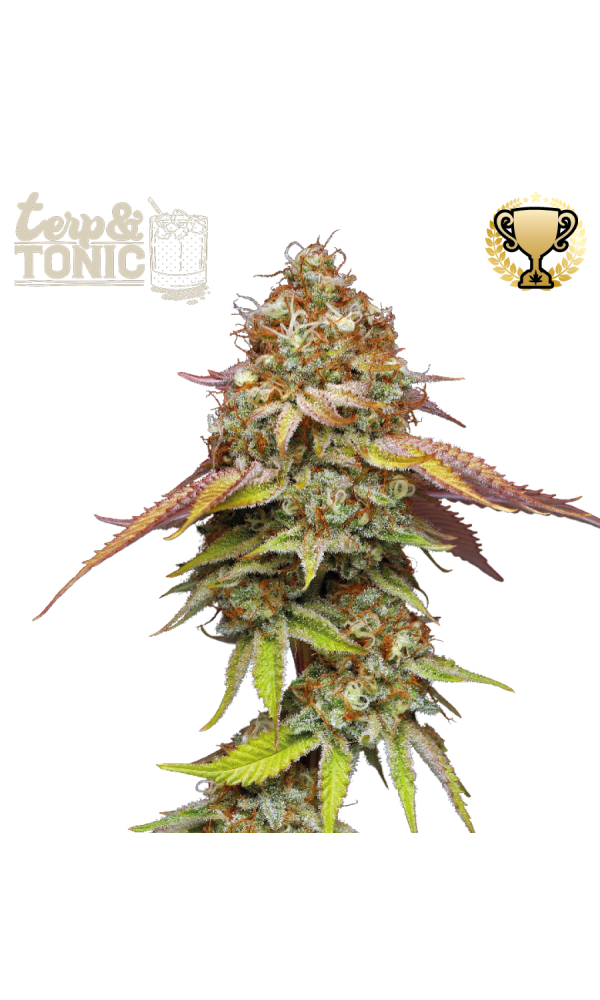 Terp & Tonic von Seedstockers