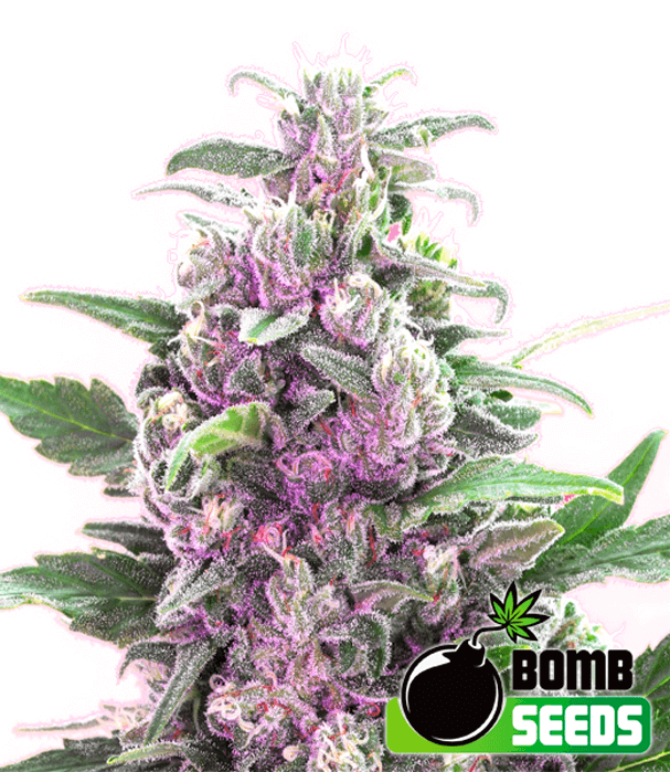 THC Bomb von Bomb Seeds