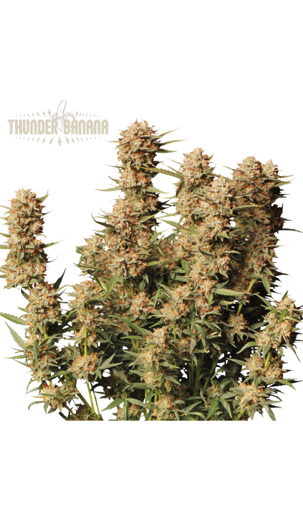 Thunder Banana Auto von Seedstockers