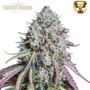 Thunder Banana von Seedstockers