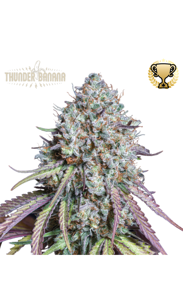 Thunder Banana von Seedstockers