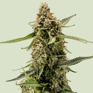 Titan F1 von Royal Queen Seeds