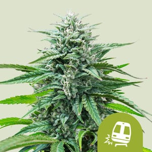 Trainwreck Auto von Royal Queen Seeds