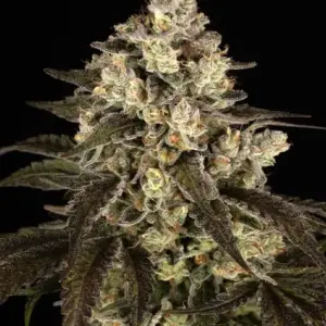Trainwreck Barney's Farm