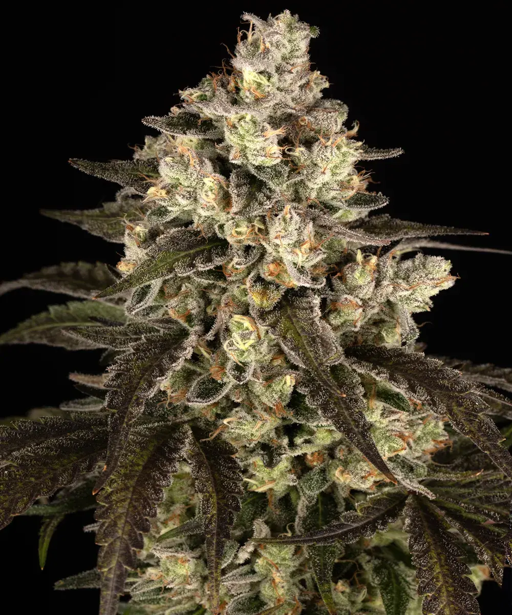 Trainwreck Barney's Farm