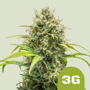 Triple G Auto von Royal Queen Seeds