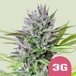 Triple G von Royal Queen Seeds