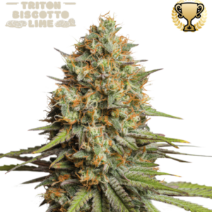 Triton Biscotto Lime Auto von Seedstockers