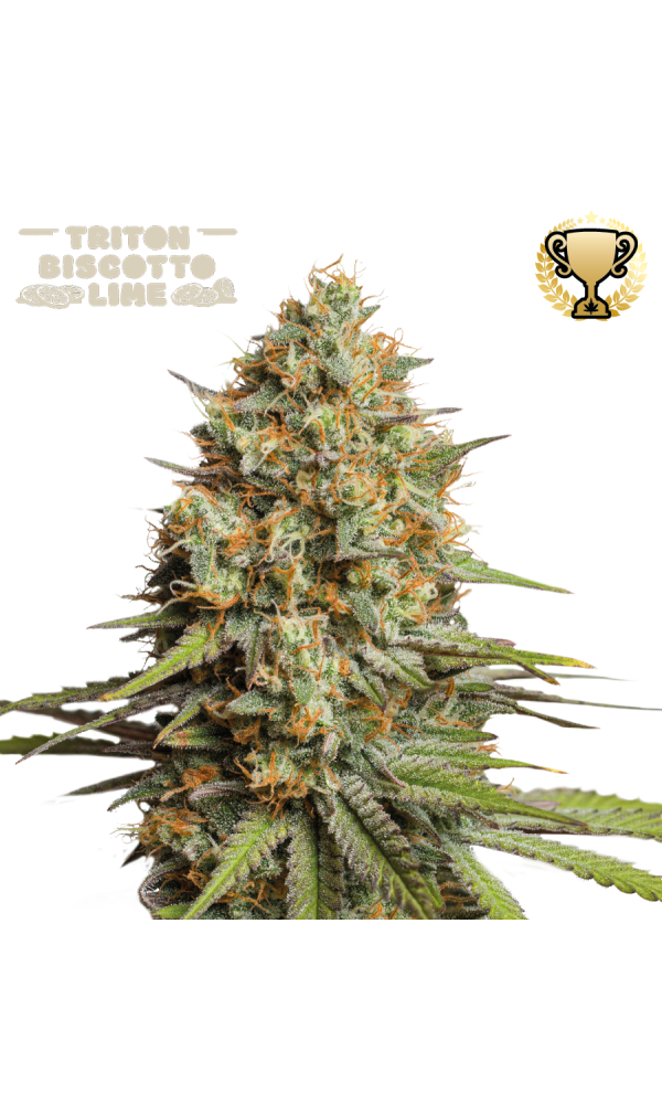 Triton Biscotto Lime Auto von Seedstockers