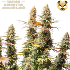 Triton Biscotto Lime von Seedstockers