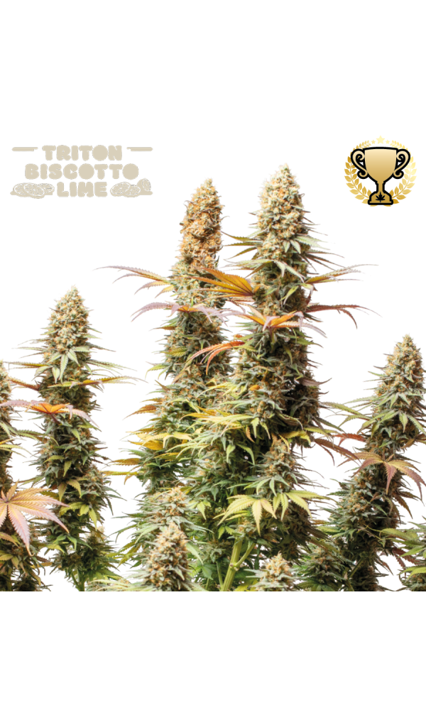 Triton Biscotto Lime von Seedstockers
