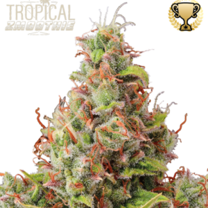 Tropical Zmoothie Auto von Seedstockers