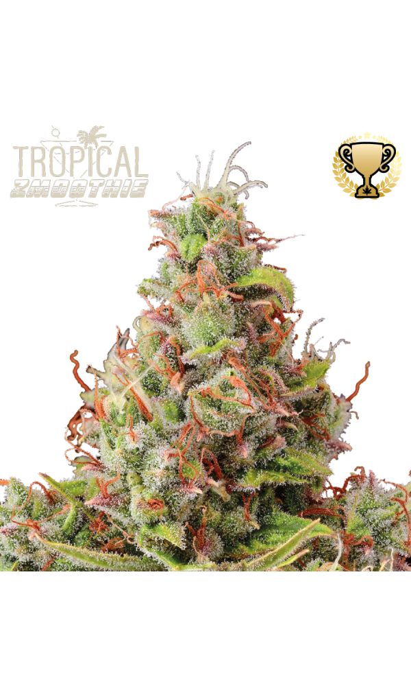 Tropical Zmoothie Auto von Seedstockers