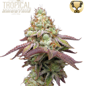 Tropical Zmoothie von Seedstockers