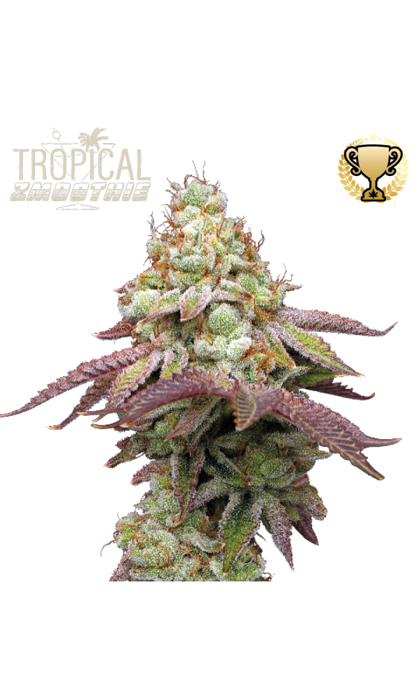 Tropical Zmoothie von Seedstockers