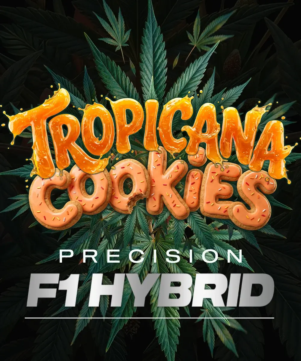 Tropicana Cookies Auto Barney's Farm