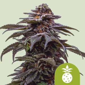 Tropicana Cookies Purple Auto von Royal Queen Seeds