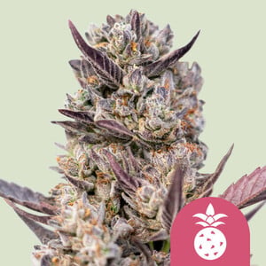 Tropicana Cookies Purple von Royal Queen Seeds