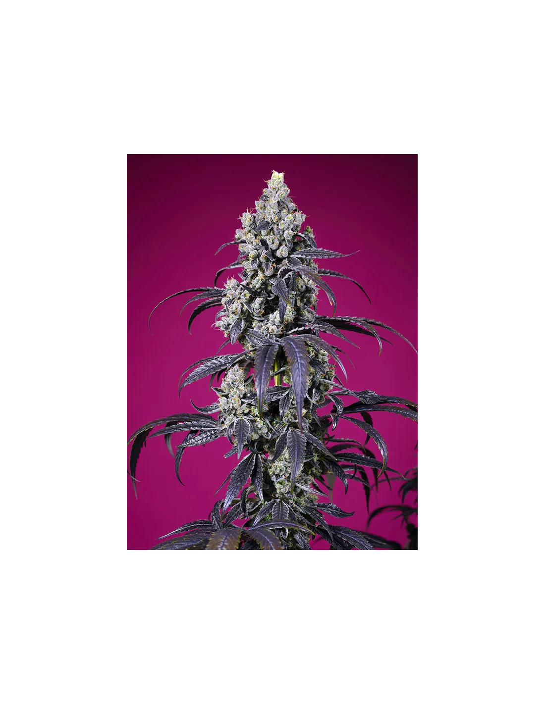 Tropicanna Cherry XL Auto 3+1 St. Sweet Seeds