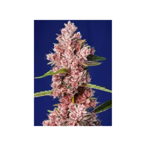Tropicanna Poison F1 Fast Version von Sweet Seeds