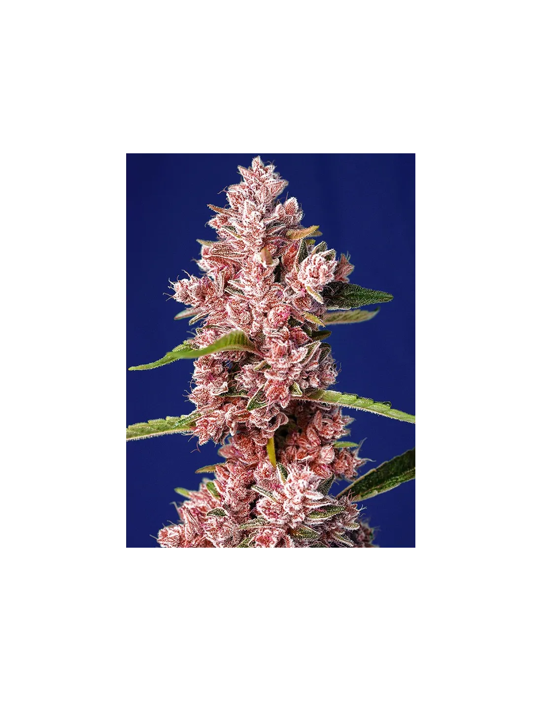 Tropicanna Poison F1 Fast Version von Sweet Seeds