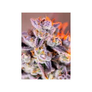 Tropicanna Poison XL Auto von Sweet Seeds