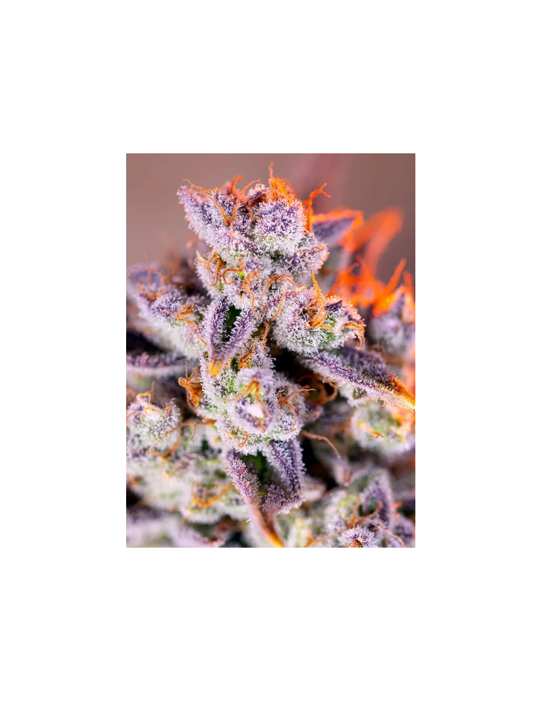 Tropicanna Poison XL Auto von Sweet Seeds