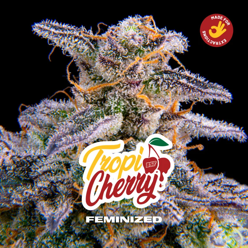 Tropicherry BSF Seeds