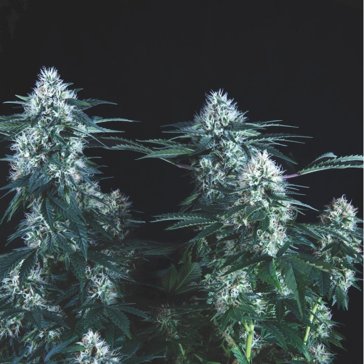 Tutankhamon Fast Pyramid Seeds
