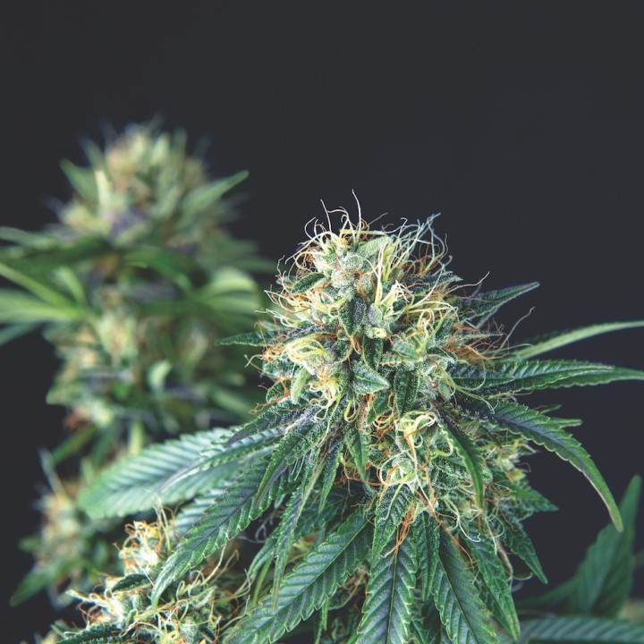 Tutankhamon Pyramid Seeds