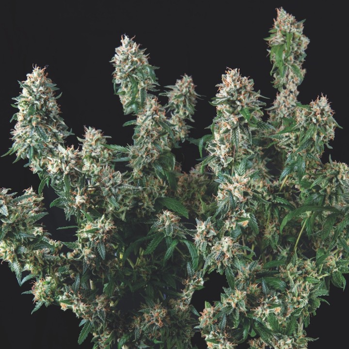 Tutankhamon x Cookies USA Pyramid Seeds