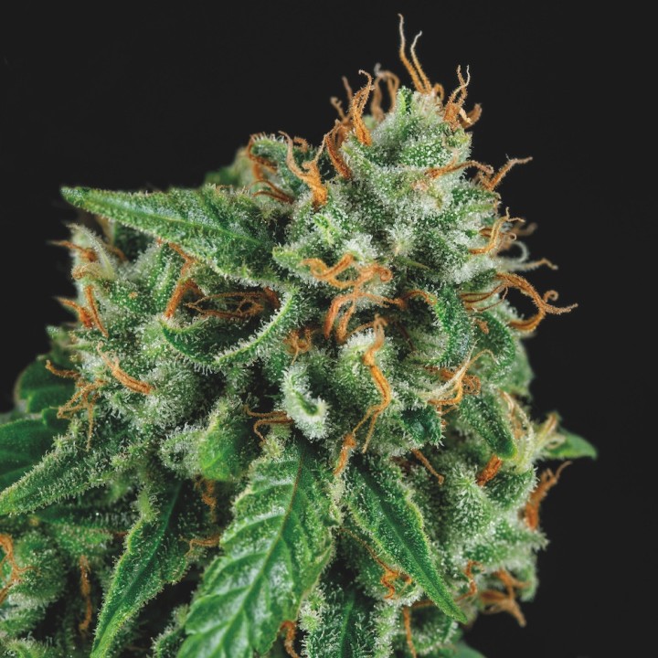 Tutankhamon x Gorila Glue Pyramid Seeds