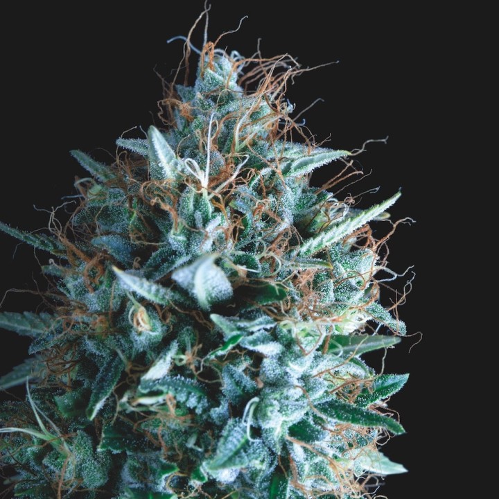 Tutankhamon x Runtz Pyramid Seeds