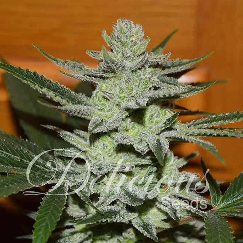 Unknown Kush von Delicious Seeds