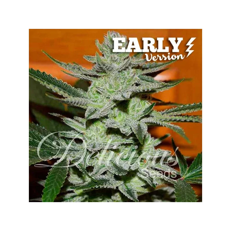 Unknown Kush Early Version von Delicious Seeds