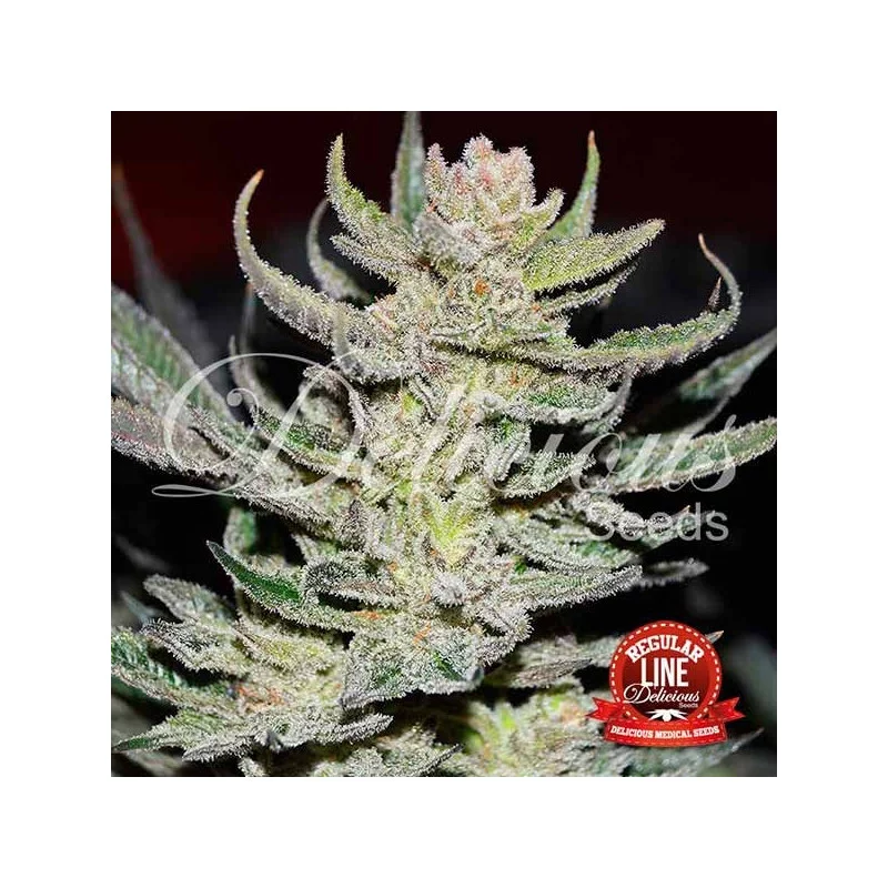 Unknown Kush Regular von Delicious Seeds