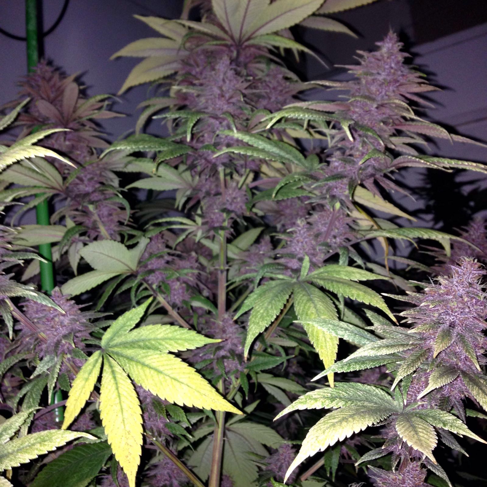 Violeta von ACE Seeds