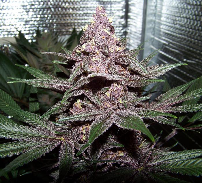 Violeta von ACE Seeds