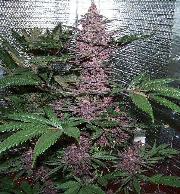 Violeta von ACE Seeds