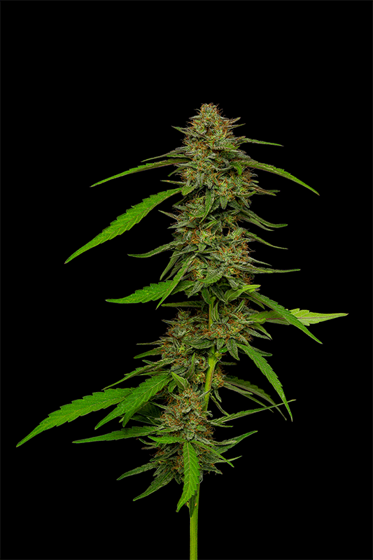 Strawberry Cheesecake Auto von Humboldt Seed Company
