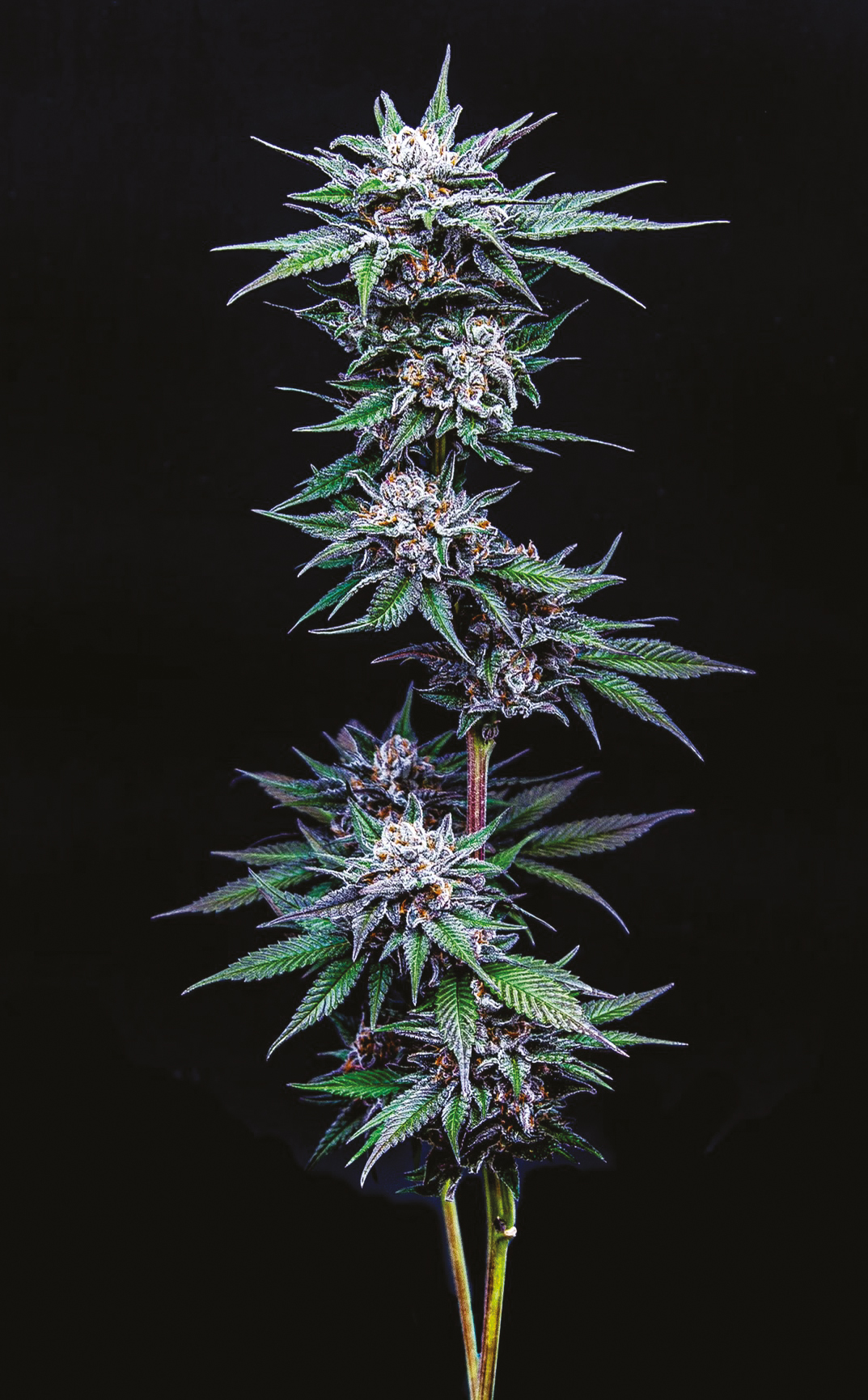 Blueberry Pancakes von Humboldt Seed Company