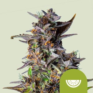 Watermelon Auto von Royal Queen Seeds