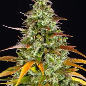 Watermelon Z Auto Barney's Farm
