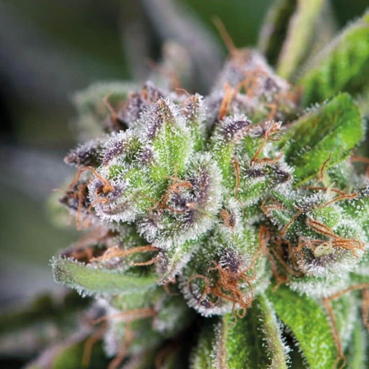 Watermelon Zkittlez Pyramid Seeds