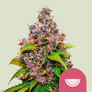 Watermelon 1 St. Royal Queen Seeds